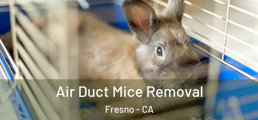 Air Duct Mice Removal Fresno - CA